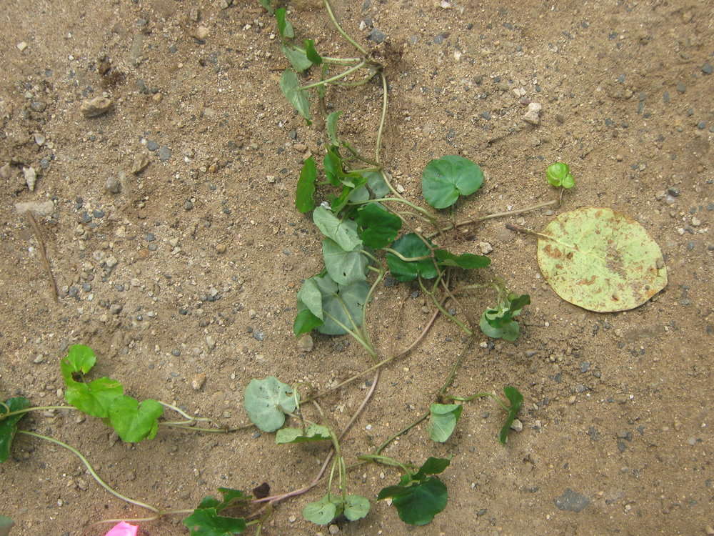 Rubiaceae (rights holder: 2009 Moorea Biocode)