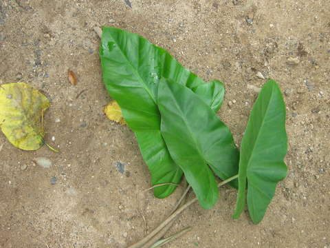 Image of colocasia