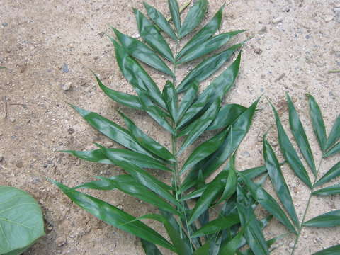 Image of butterfly palm