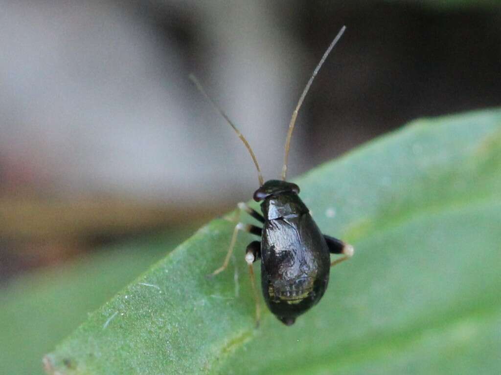 Image of Halticus apterus (Linnaeus 1758)