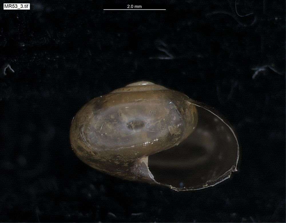 Image of Ovachlamys Habe 1946