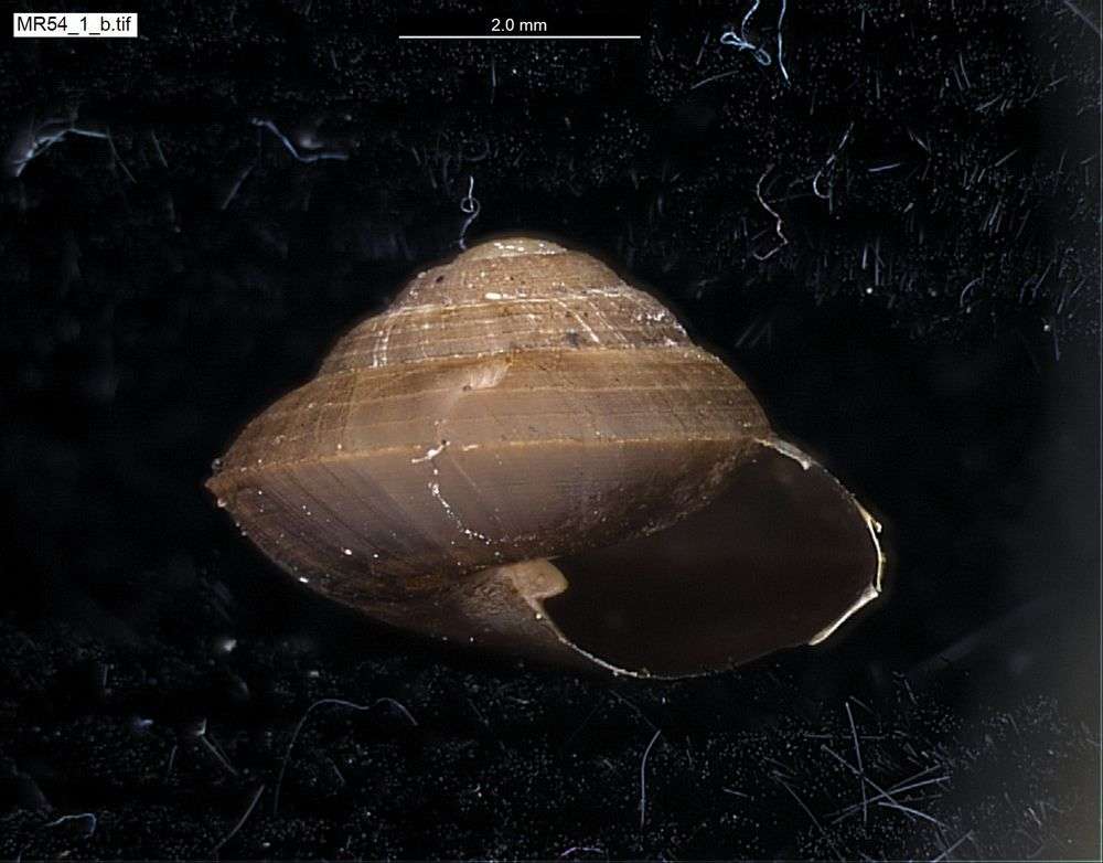 Image of Gastrodontoidea Tryon 1866