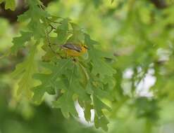 Image of Blue-winged Warbler