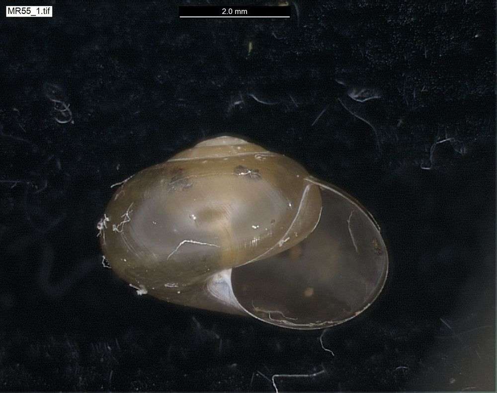 Image of Ovachlamys Habe 1946