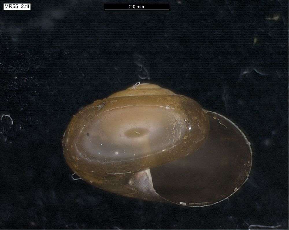 Image of Ovachlamys Habe 1946