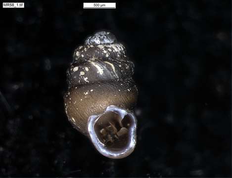 Image of chrysalis snails