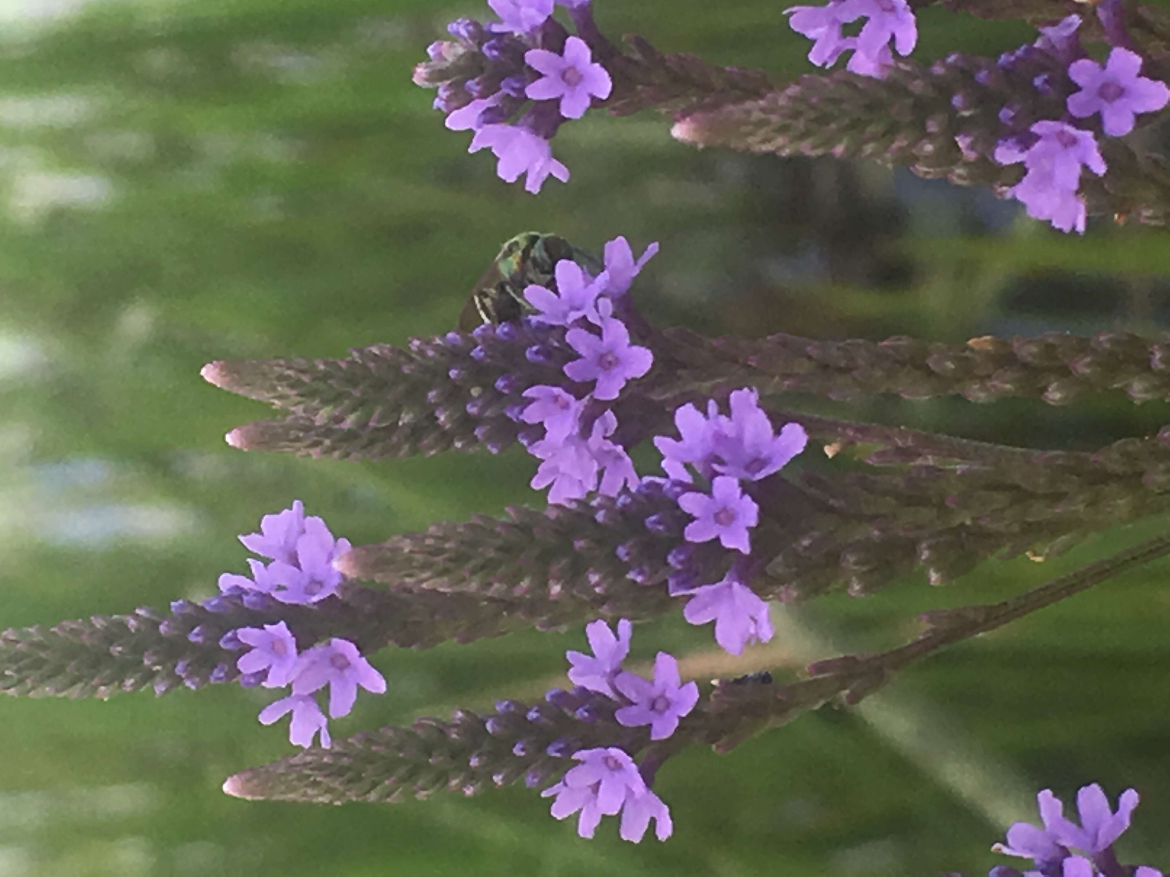 Image of swamp verbena