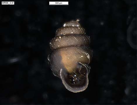 Image of chrysalis snails