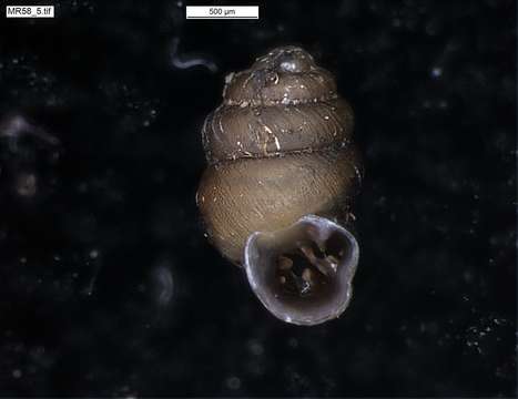 Image of chrysalis snails