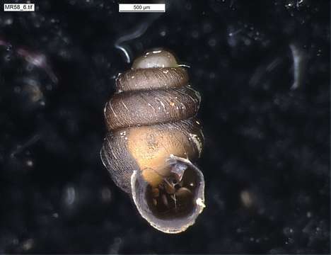 Image of chrysalis snails