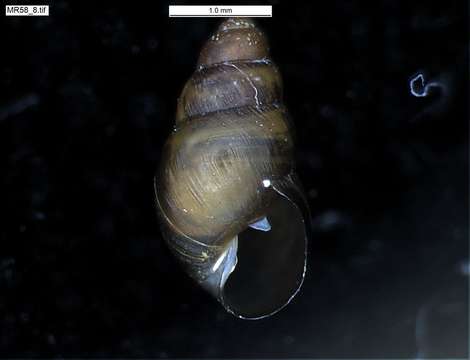 Image of achatinellid land snails