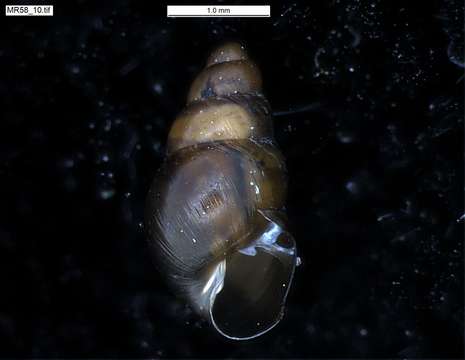 Image of achatinellid land snails