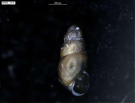 Image of achatinellid land snails