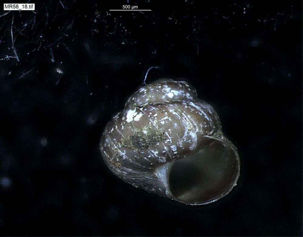 Image of chrysalis snails