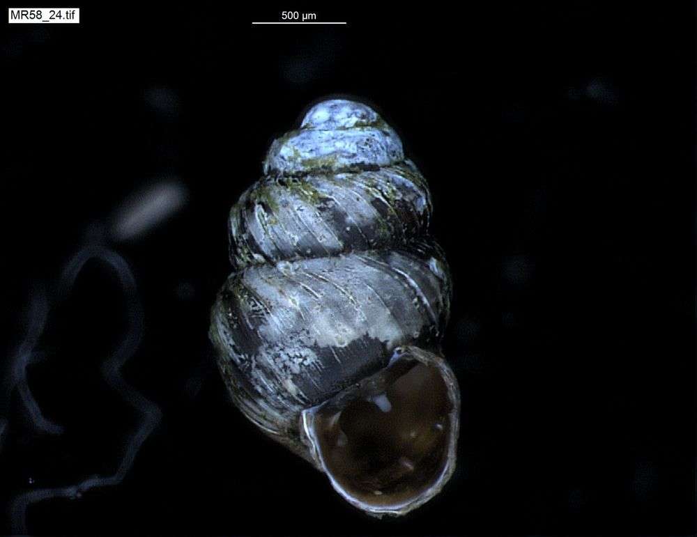 Sivun Pulmonata kuva