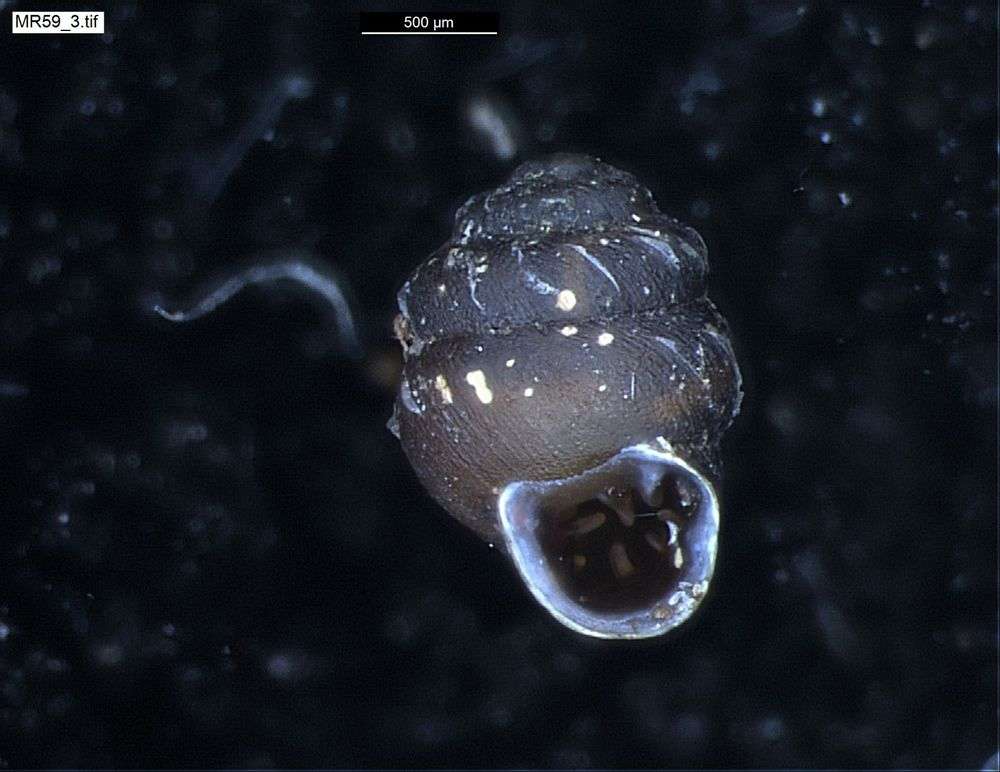 Image of chrysalis snails