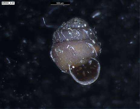 Image of chrysalis snails