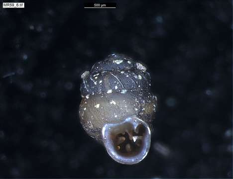 Image of chrysalis snails