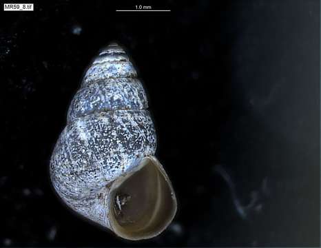 Plancia ëd Assimineidae H. Adams & A. Adams 1856