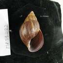 Image of African snail