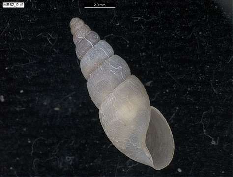 صورة Subulinidae