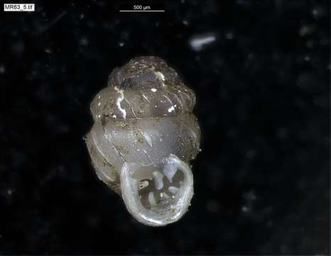 Image of chrysalis snails