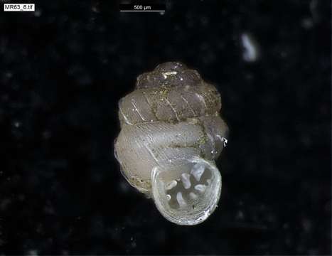 Image of chrysalis snails