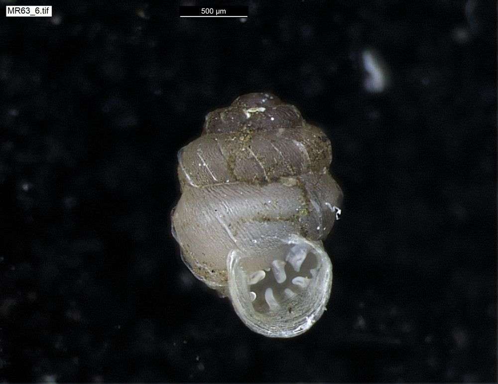 Image of chrysalis snails