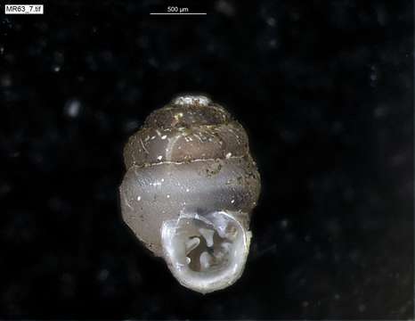 Image of chrysalis snails