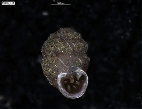 Image of chrysalis snails