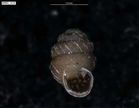 Image of chrysalis snails