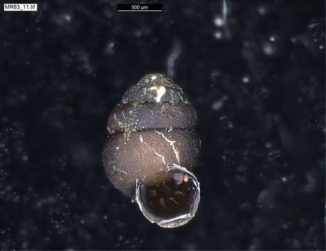 Image of chrysalis snails