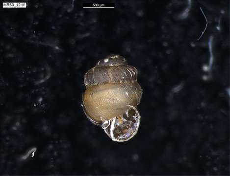 Image of chrysalis snails