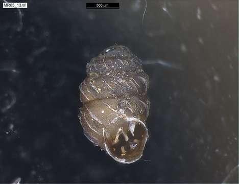 Image of chrysalis snails