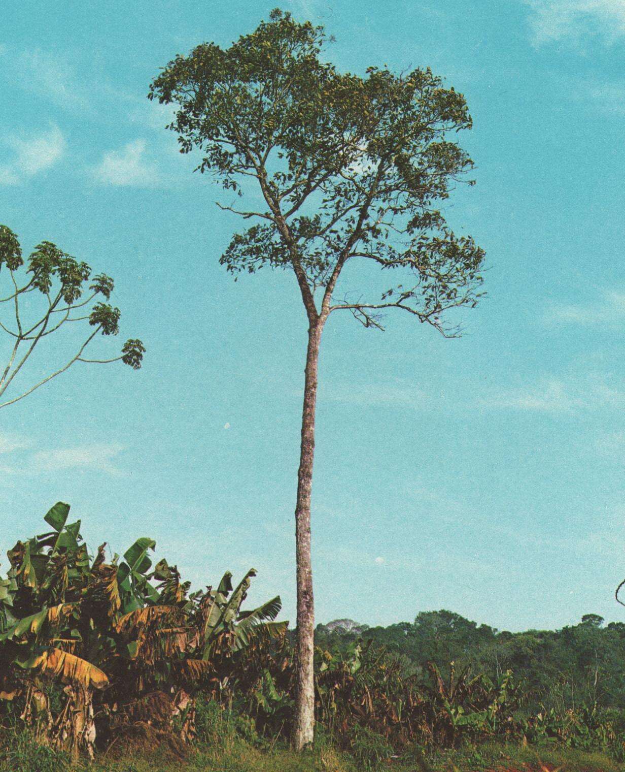 Image of Cordia trichotoma (Vell.) Arrab. ex Steud.