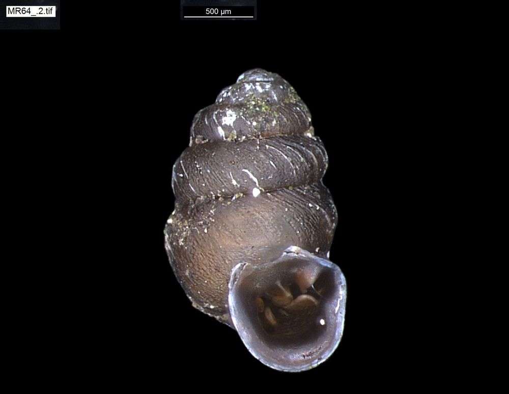 Image of chrysalis snails