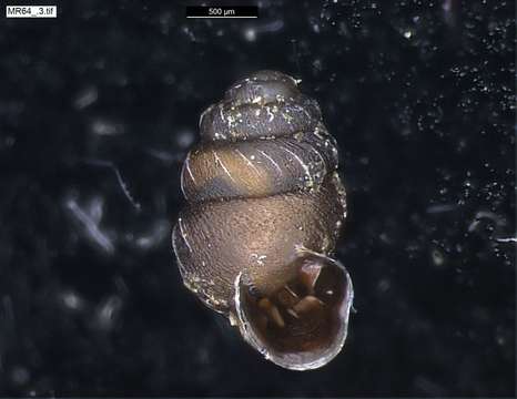 Image of chrysalis snails