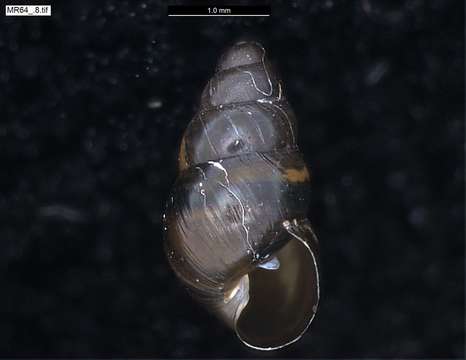 Image of achatinellid land snails