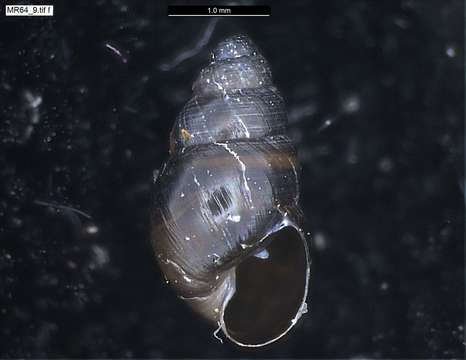 Image of achatinellid land snails