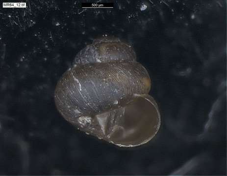 Image of chrysalis snails