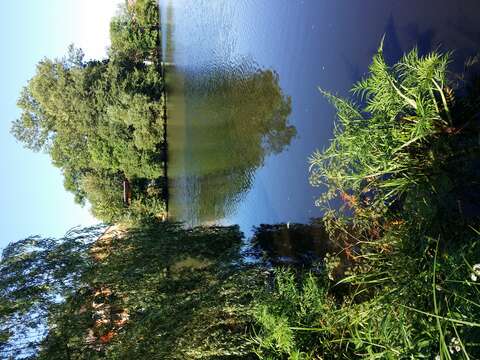 Image of European Waterhemlock