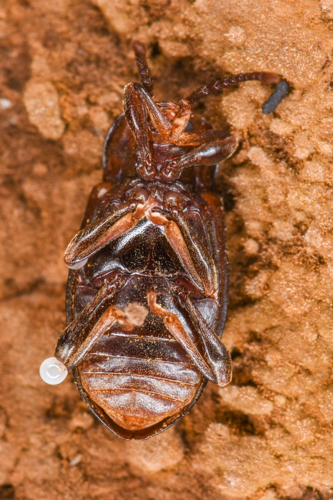 Image of Aphorista morosa (Le Conte 1859)