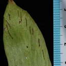 Image of plantain lineleaf fern