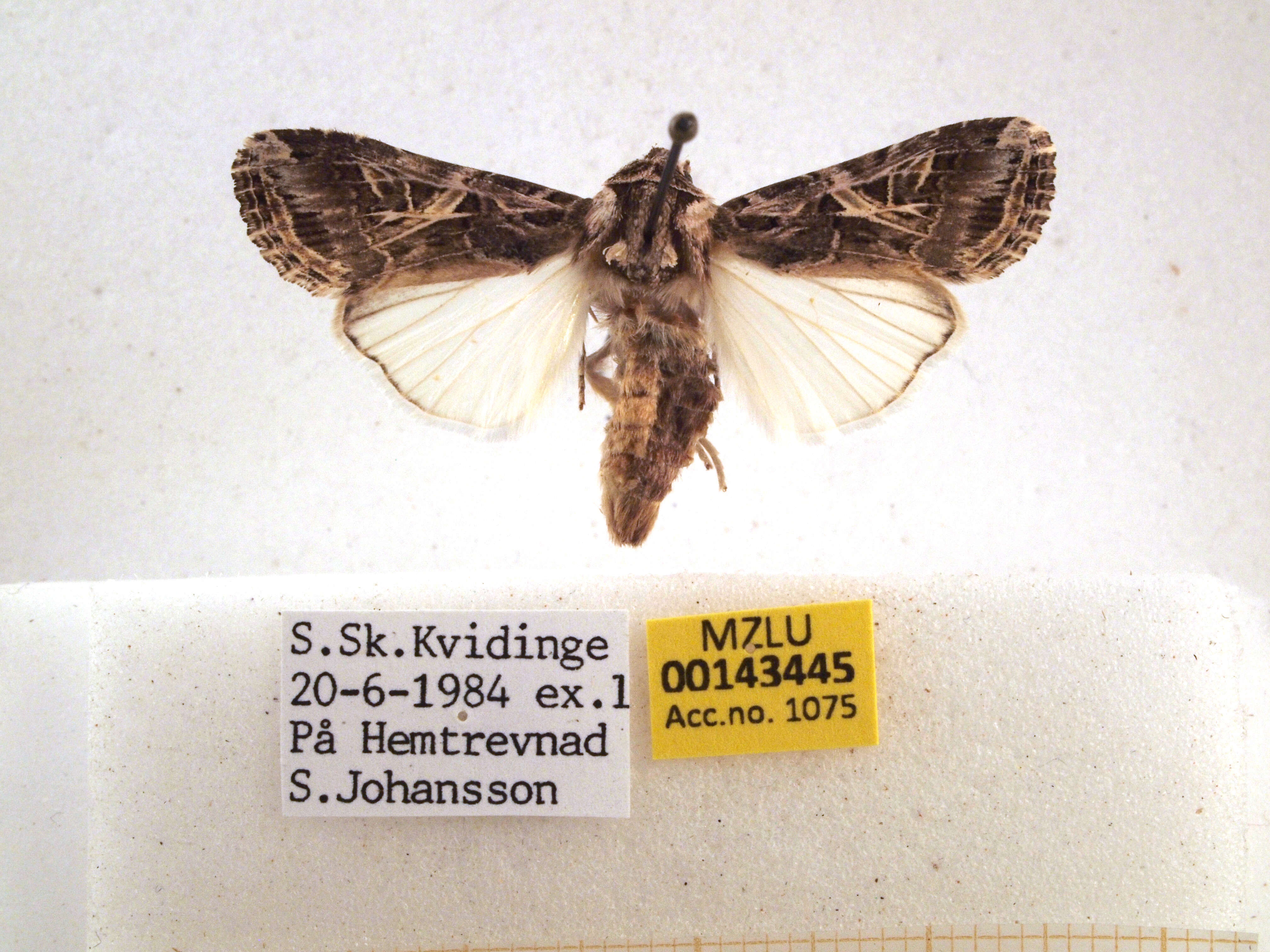 Image of Spodoptera littoralis Boisduval 1833