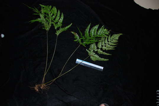 Image of hollyfern