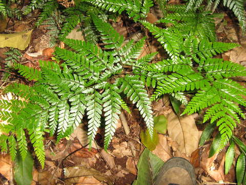 Image of hollyfern