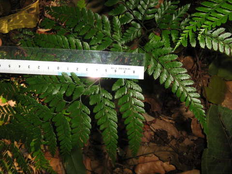 Image of hollyfern