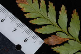 Image of rabbit's foot ferns