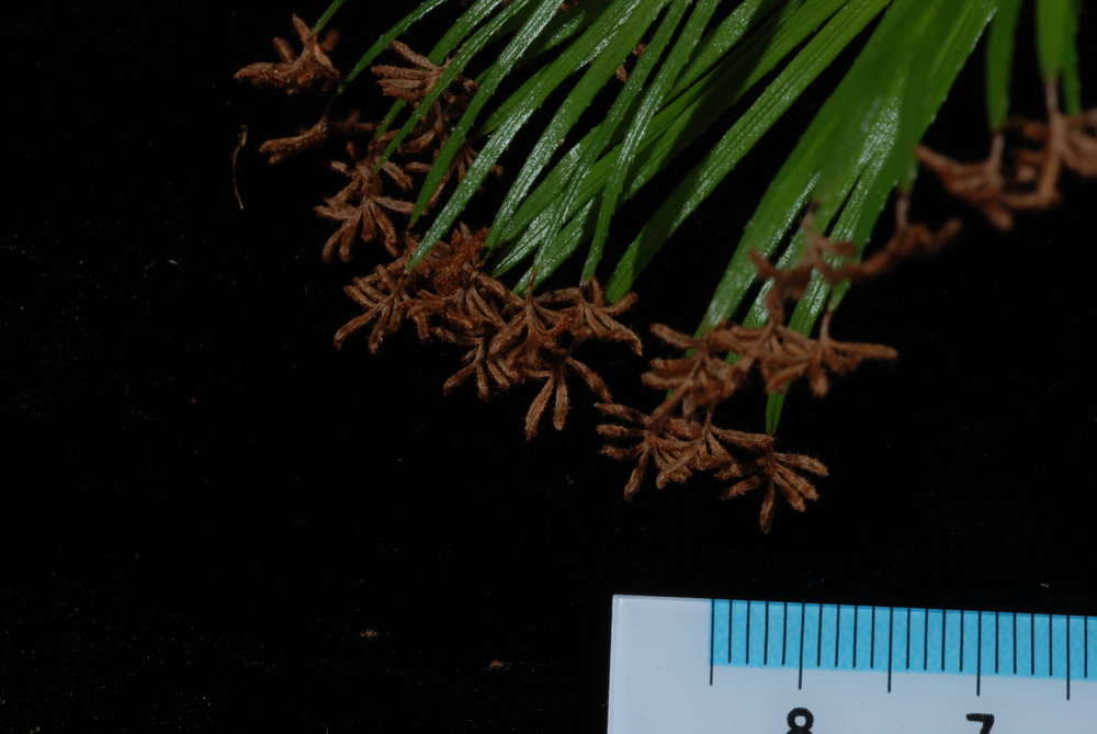 Schizaea dichotoma (rights holder: 2010 Moorea Biocode)