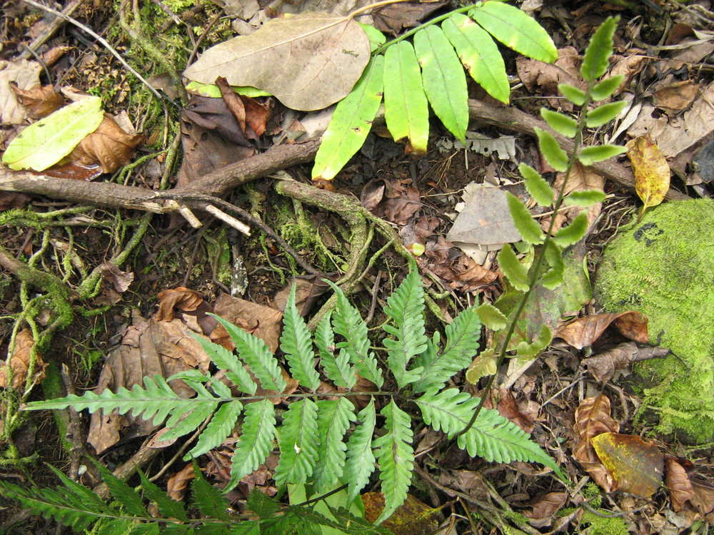 Image of Bolbitis lonchophora (Kunze) C. Chr.